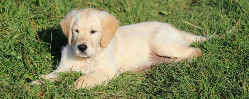 金毛犬能长多大