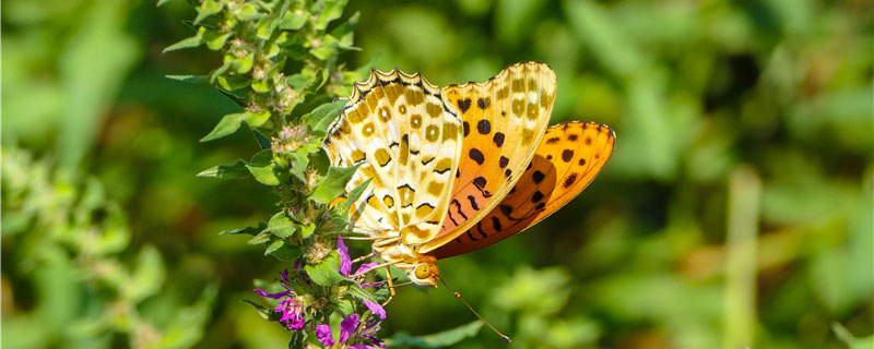 蝴蝶的生活习性