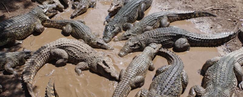 鳄鱼-摄图网