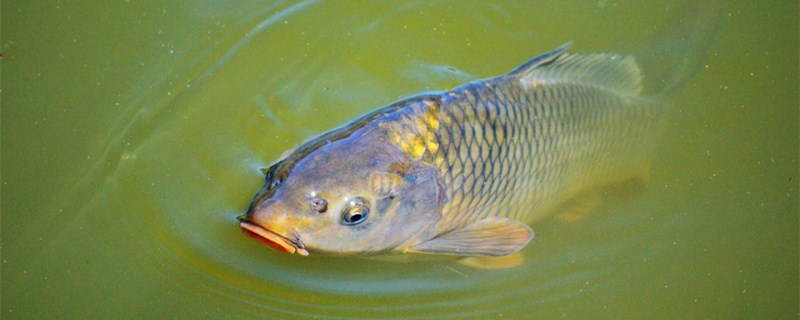 鲤鱼的习性