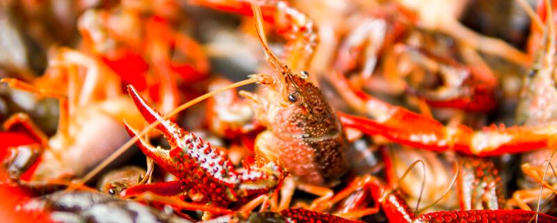 龙虾5