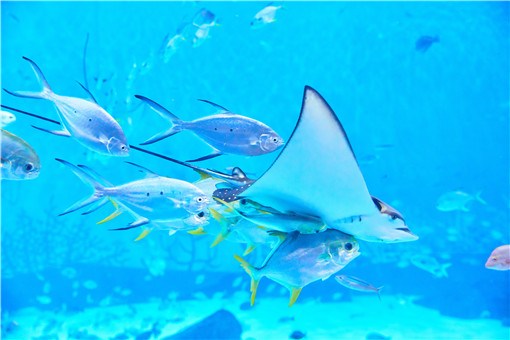 正面的罗汉鱼-摄图网