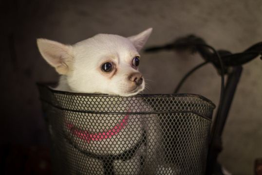 吉娃娃怎么看纯不纯