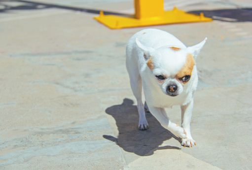 吉娃娃饲养注意事项