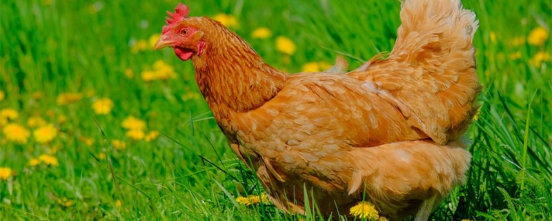 鸡的养殖技术