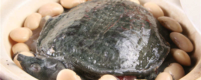 甲鱼吃什么饲料