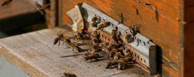 金环胡蜂养殖技术