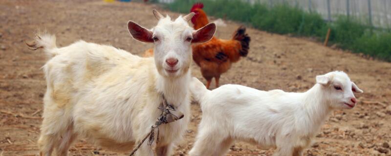 波尔山羊养殖技术