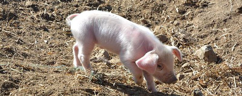 子猪拉稀怎么办