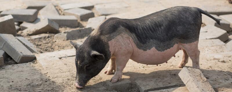 母猪每月净化用什么药