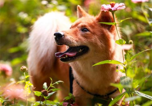 狗狗的等级习性-摄图网