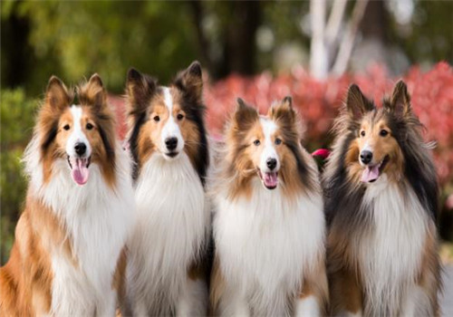 狗狗的本能吠叫-摄图网