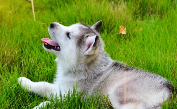 哈士奇的生活习性