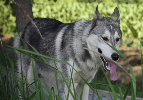 哈士奇吃什么长得快