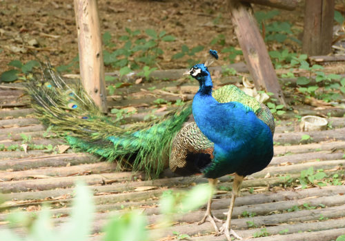 拥有美丽尾羽的雄孔雀