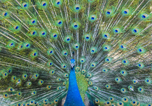 美丽的雄孔雀