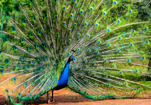 开屏的雄孔雀