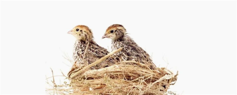 鹌鹑吃什么饲料