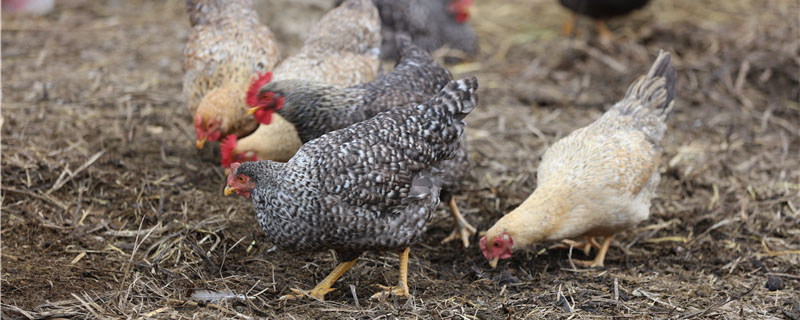 土鸡的生长周期