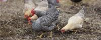 土鸡的生长周期