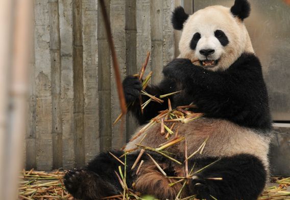 大熊猫吃不吃肉