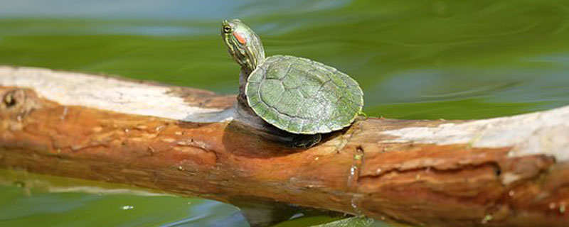 乌龟饲料什么牌子好