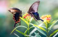 蝴蝶的天敌是什么?它到底是益虫还是害虫?