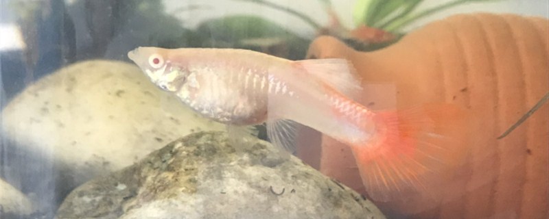 孔雀鱼是胎生还是卵生