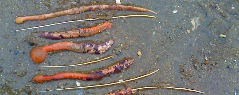 海蚯蚓