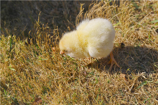 小鸡不吃食该怎么办-摄图网