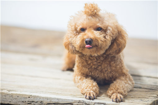 黑色的中国冠毛犬-摄图网