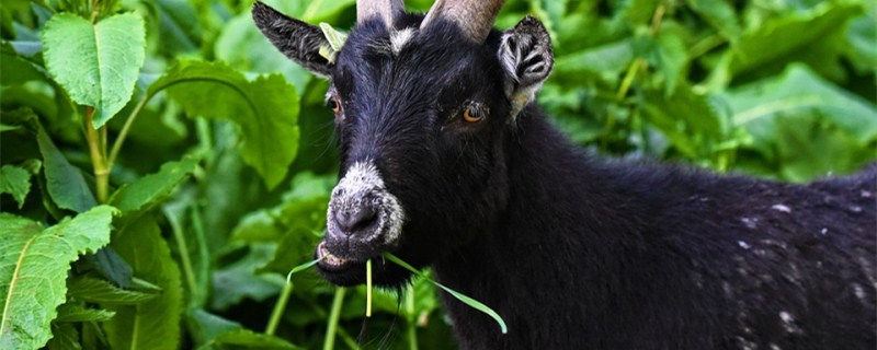 山羊吃什么饲料