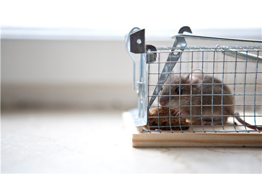 成群的海狸鼠-摄图网