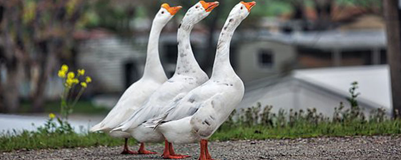 大鹅怎么分公母