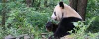 大熊猫咬人吗