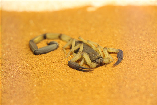 蝎子的养殖方法-摄图网