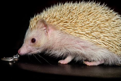 刺猬养殖注意事项