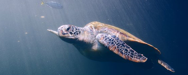 海龟的生活习性
