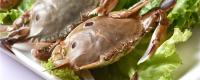 海蟹的种类