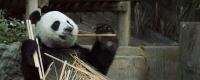 大熊猫的生活习性