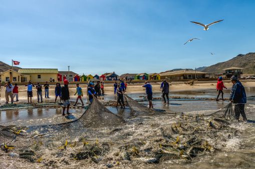 金枪鱼人工养殖