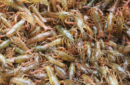 河虾通常吃什么食物