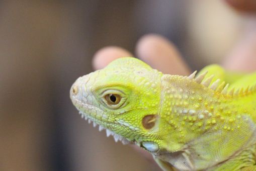 绿鬣蜥吃什么食物