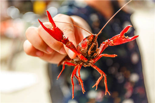 什么时候养小龙虾最好