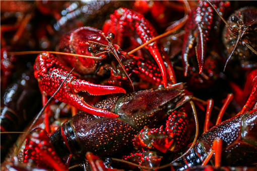 养殖小龙虾应注意哪些方面