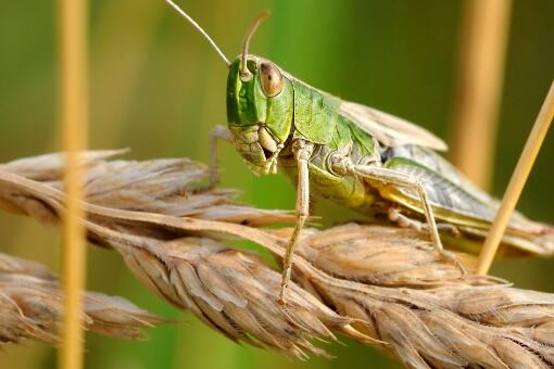 鸭子能灭蝗虫吗