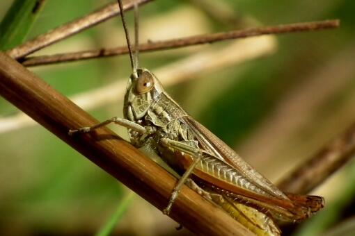 怎么快速灭蝗虫