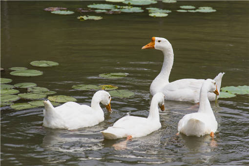 春季雏鹅的饲养管理