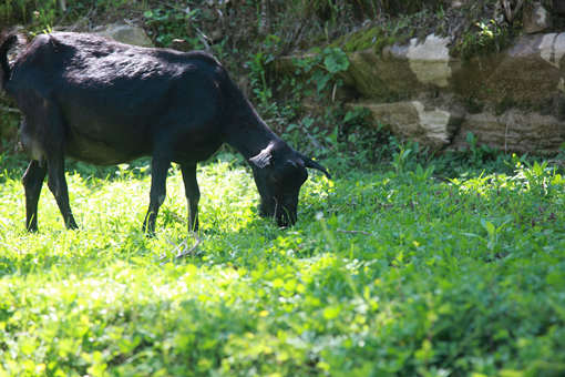 养30只黑山羊要多少成本