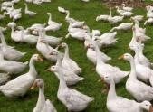 鹅的别名叫什么?养殖技术和市场前景如何?